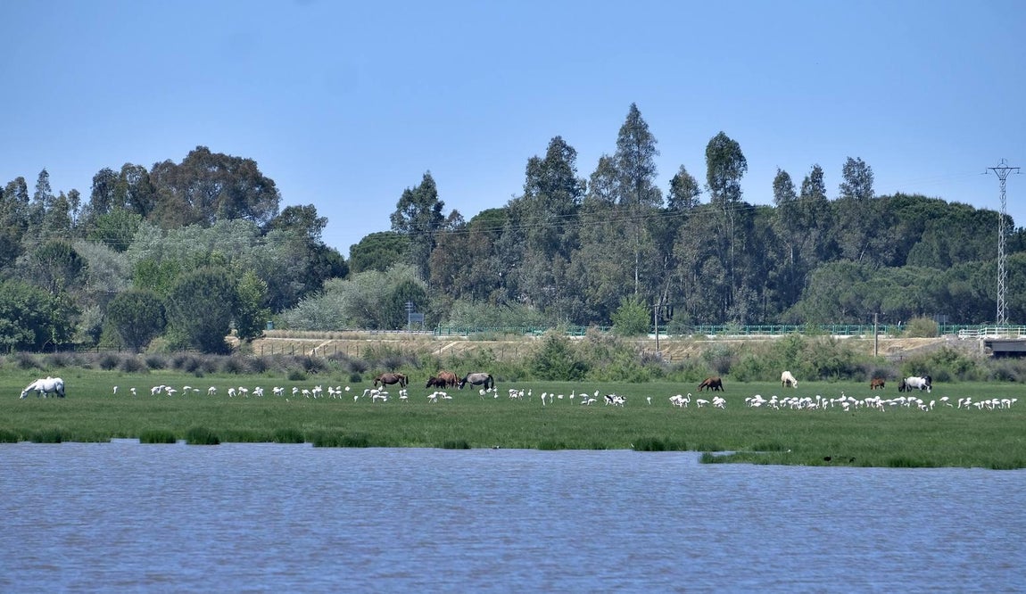 En imágenes: la aldea se prepara para la romería de el Rocío 2018