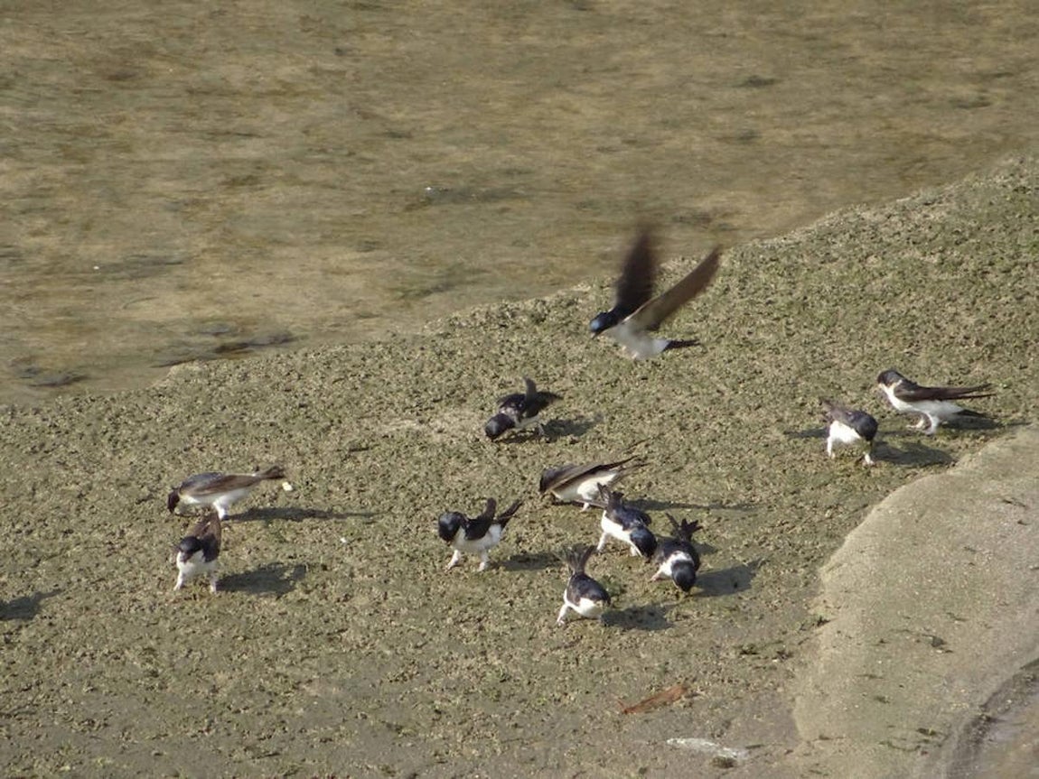 6.. Un grupo de aviones comunes