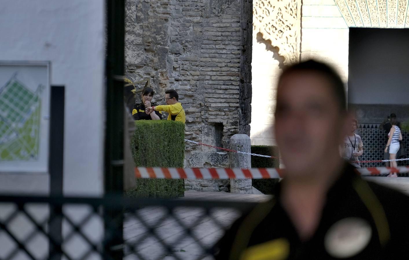 Las imágenes que ha dejado la caída del árbol en el Real Alcázar