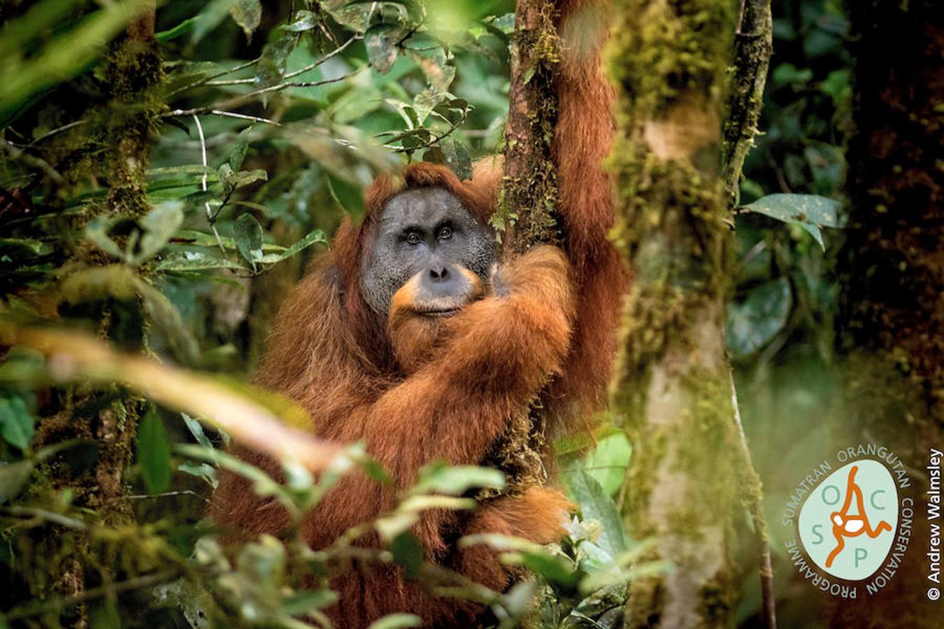 5. Pongo tapanuliensis. Una nueva subespecie de orangután. Sumatra (Indonesia). Firma foto: Andrew Walmsley. 
