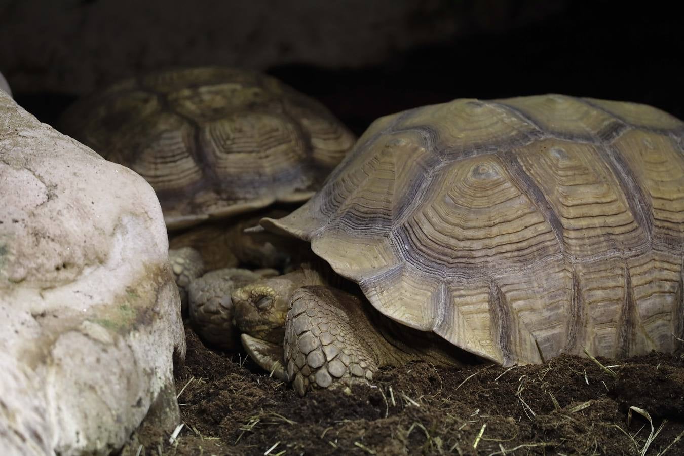 El imágenes, el nuevo acuario abre sus puertas