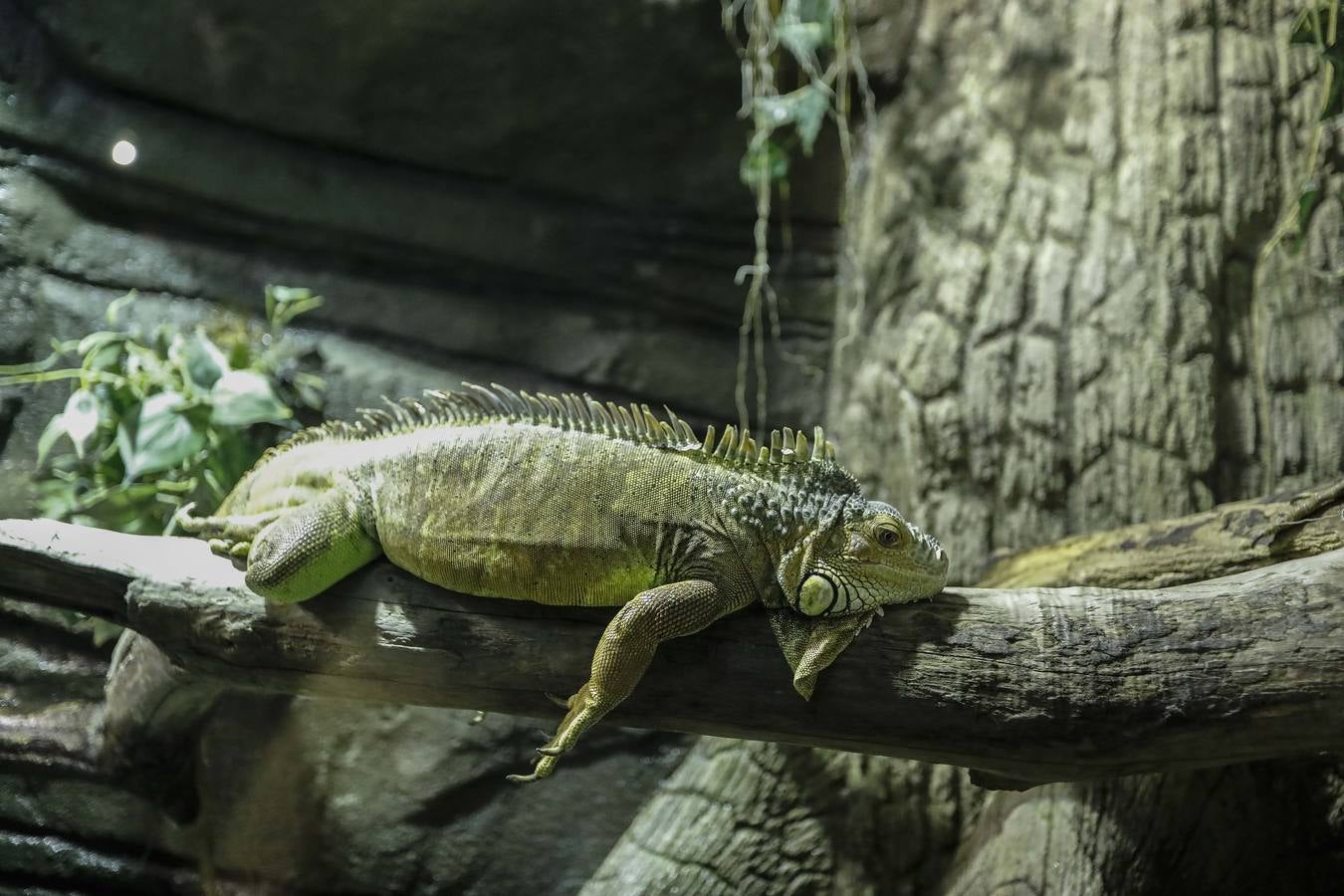 El imágenes, el nuevo acuario abre sus puertas