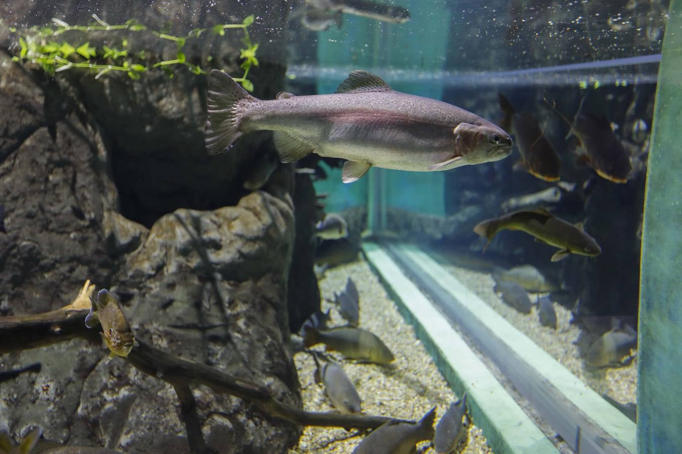 El imágenes, el nuevo acuario abre sus puertas