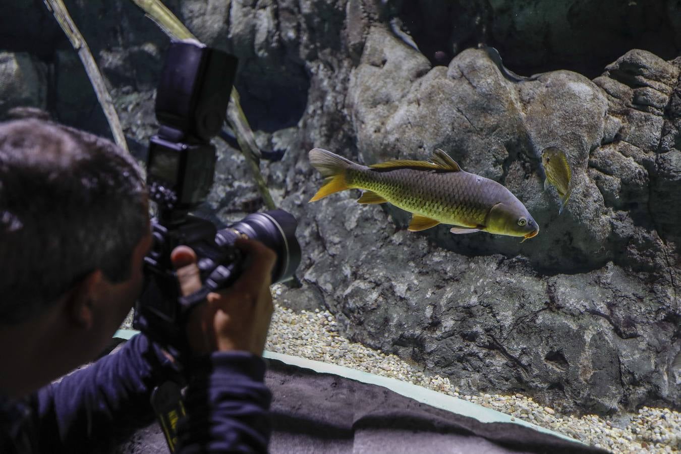 El imágenes, el nuevo acuario abre sus puertas