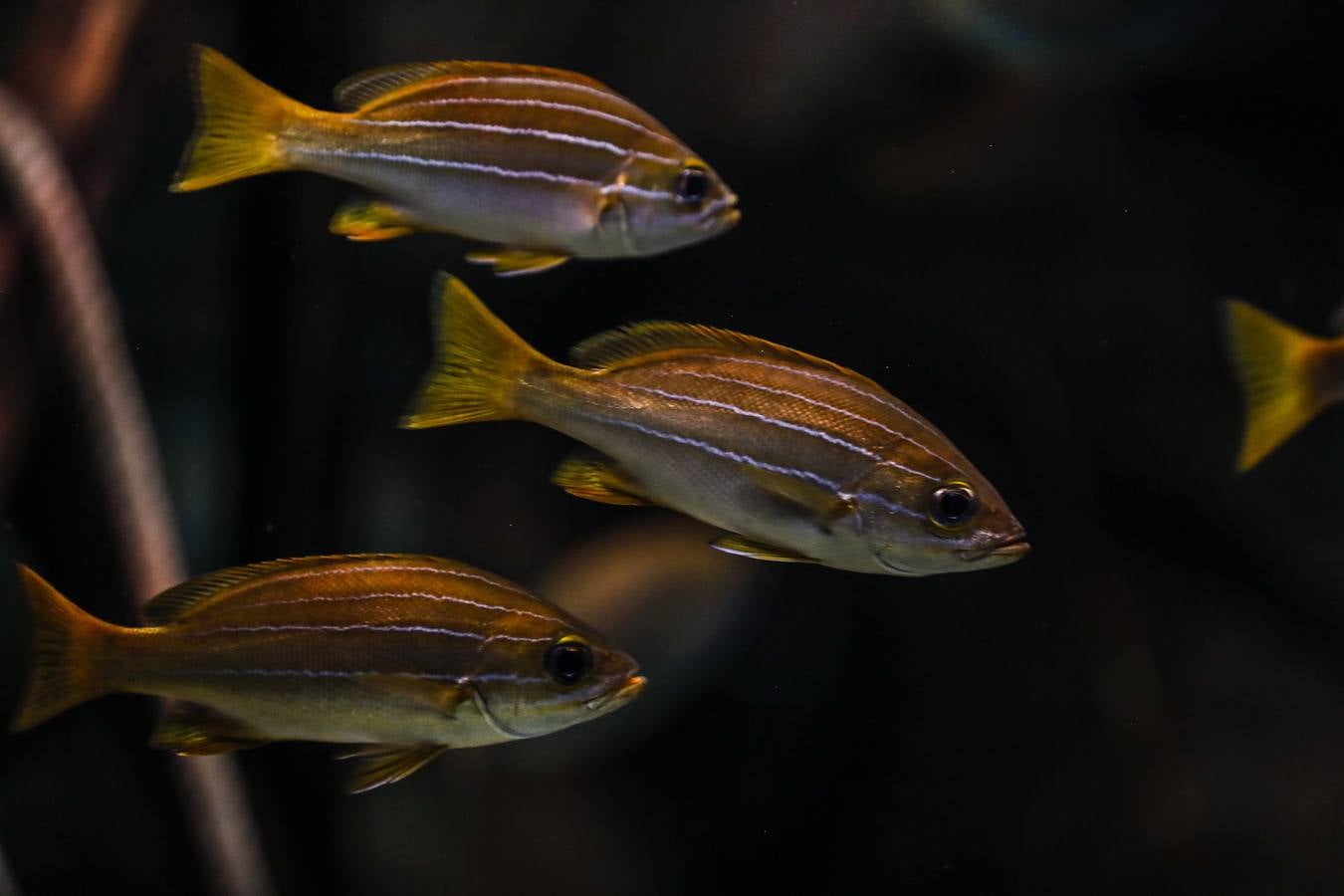 El imágenes, el nuevo acuario abre sus puertas