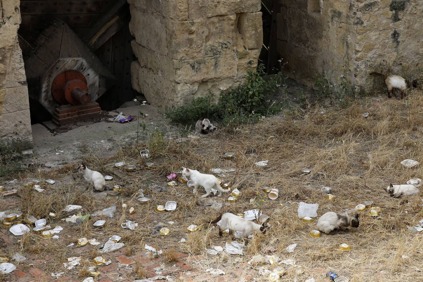 En imágenes, el deterioro de rincones históricos en el Casco de Córdoba