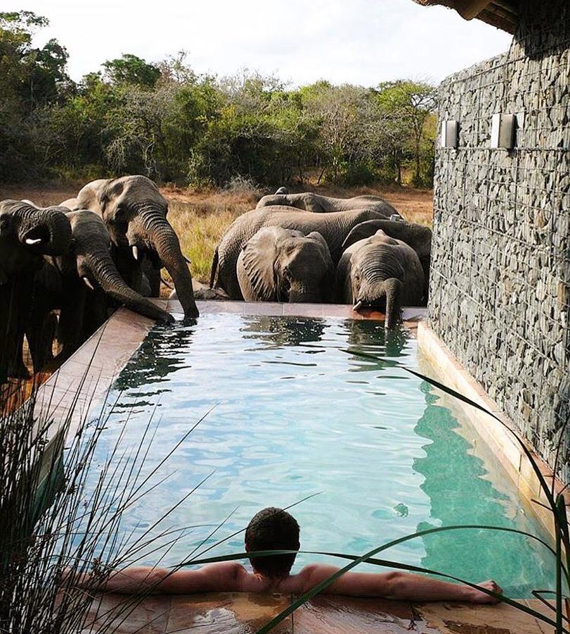 Andbeyond Phinda Homestead, Sudáfrica. En esta exclusiva villa del safari sudafricano se reúnen los elefantes para beber de su piscina mientras los huéspedes disfrutan de un espectáculo excepcional