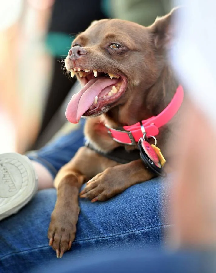 Mandarina, otro de los concursantes. Todos los años se celebra en California un concurso para elegir al «Perro más feo del mundo»