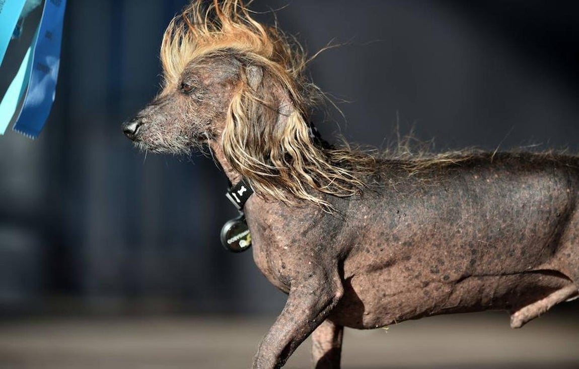 Himisaboo, un perro salchicha con cresta. Todos los años se celebra en California un concurso para elegir al «Perro más feo del mundo»