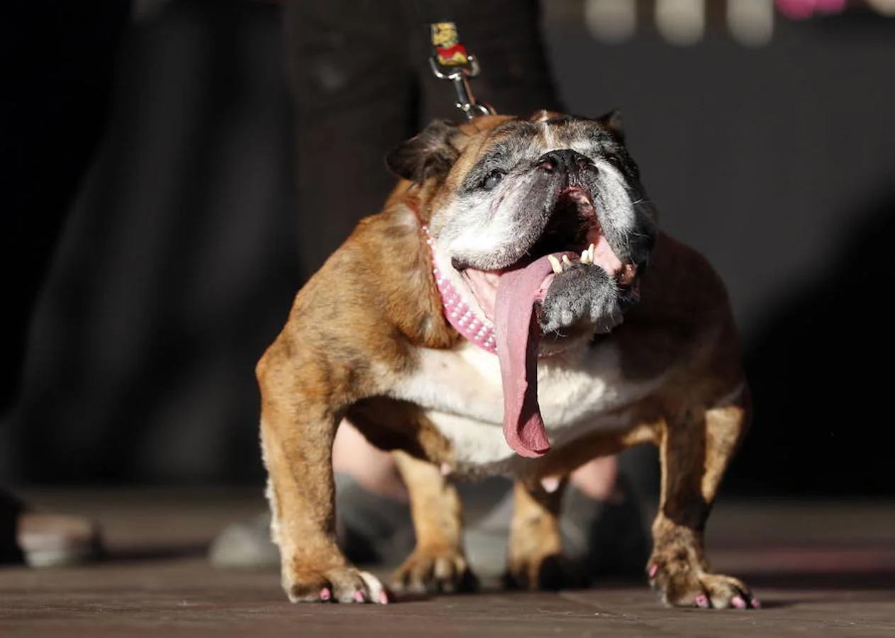 Zsa Zsa, el bulldog francés ganador del concurso. Todos los años se celebra en California un concurso para elegir al «Perro más feo del mundo»