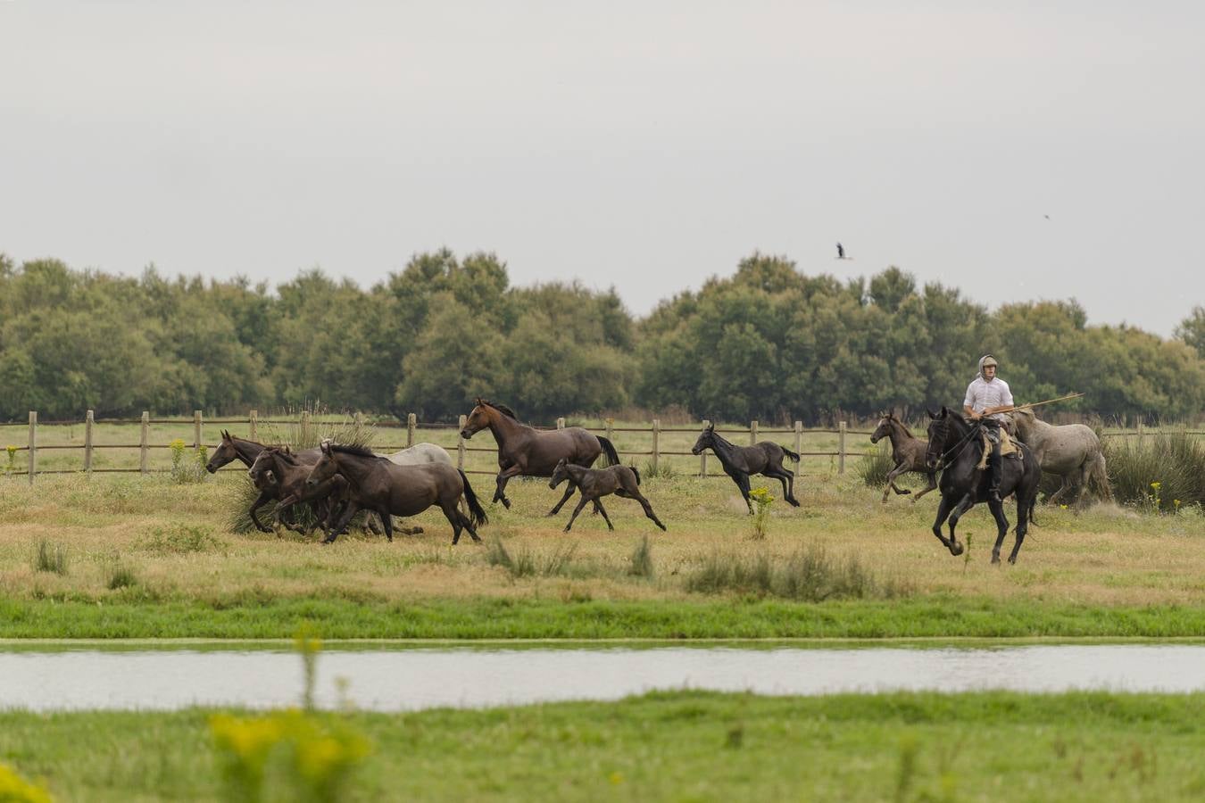 Comienza el rito de la Saca de las Yeguas en Doñana