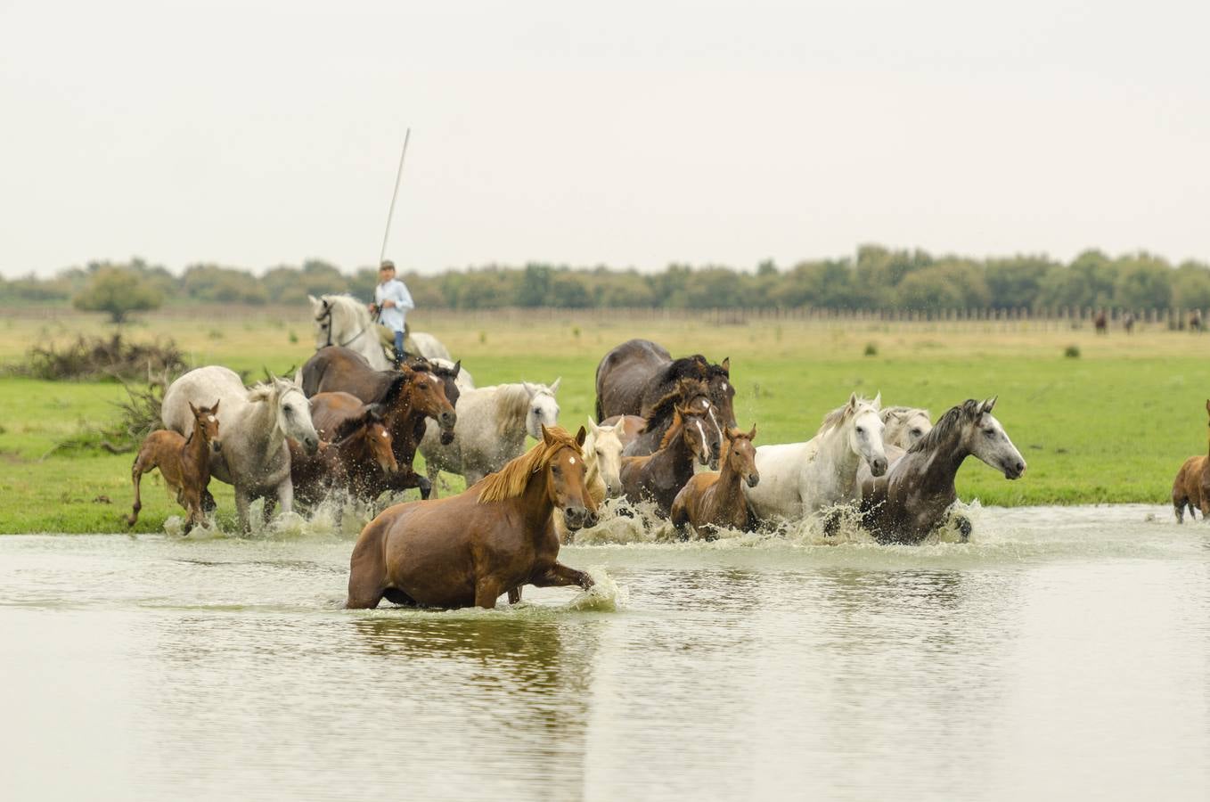 Comienza el rito de la Saca de las Yeguas en Doñana