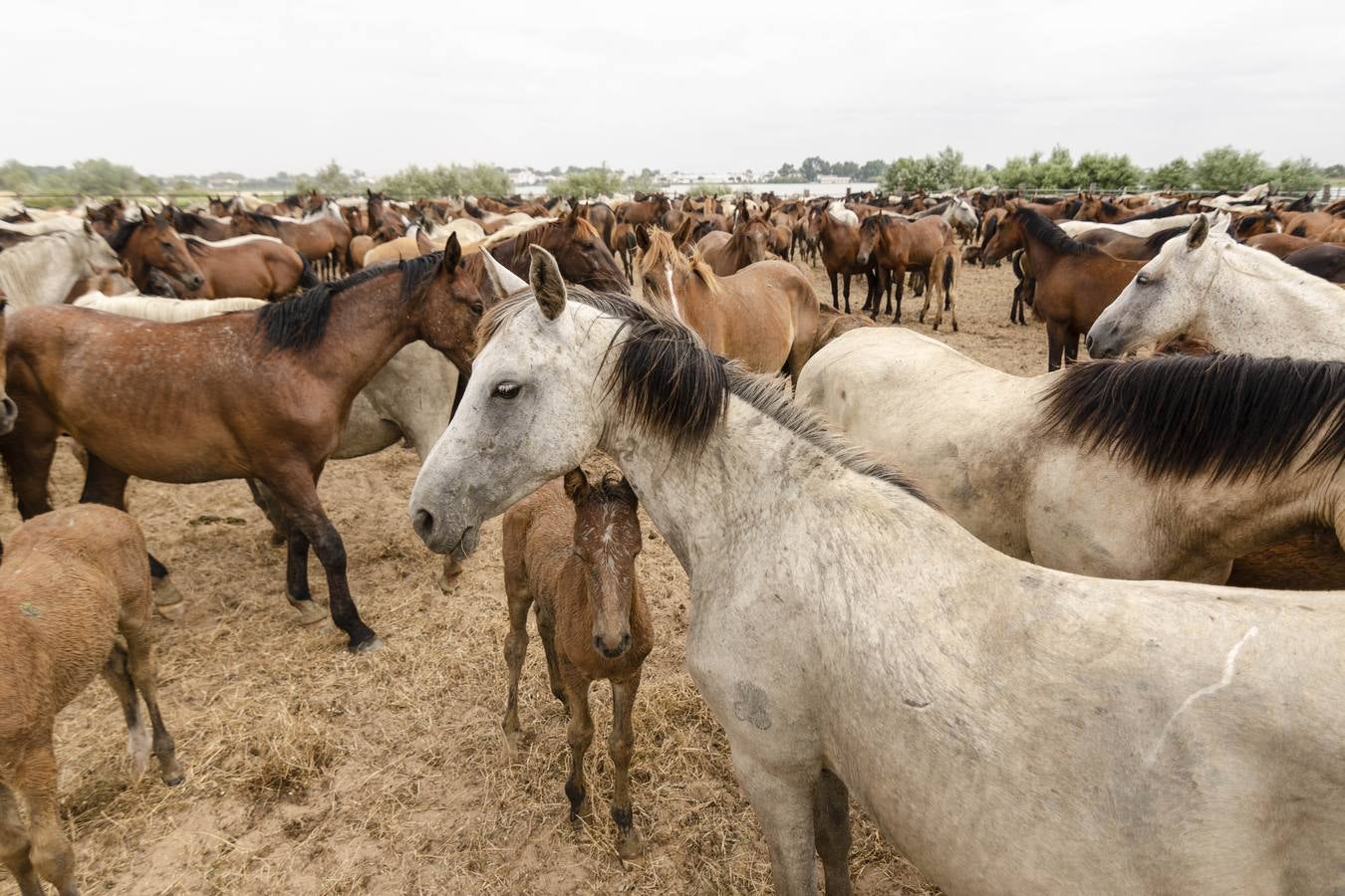 Comienza el rito de la Saca de las Yeguas en Doñana