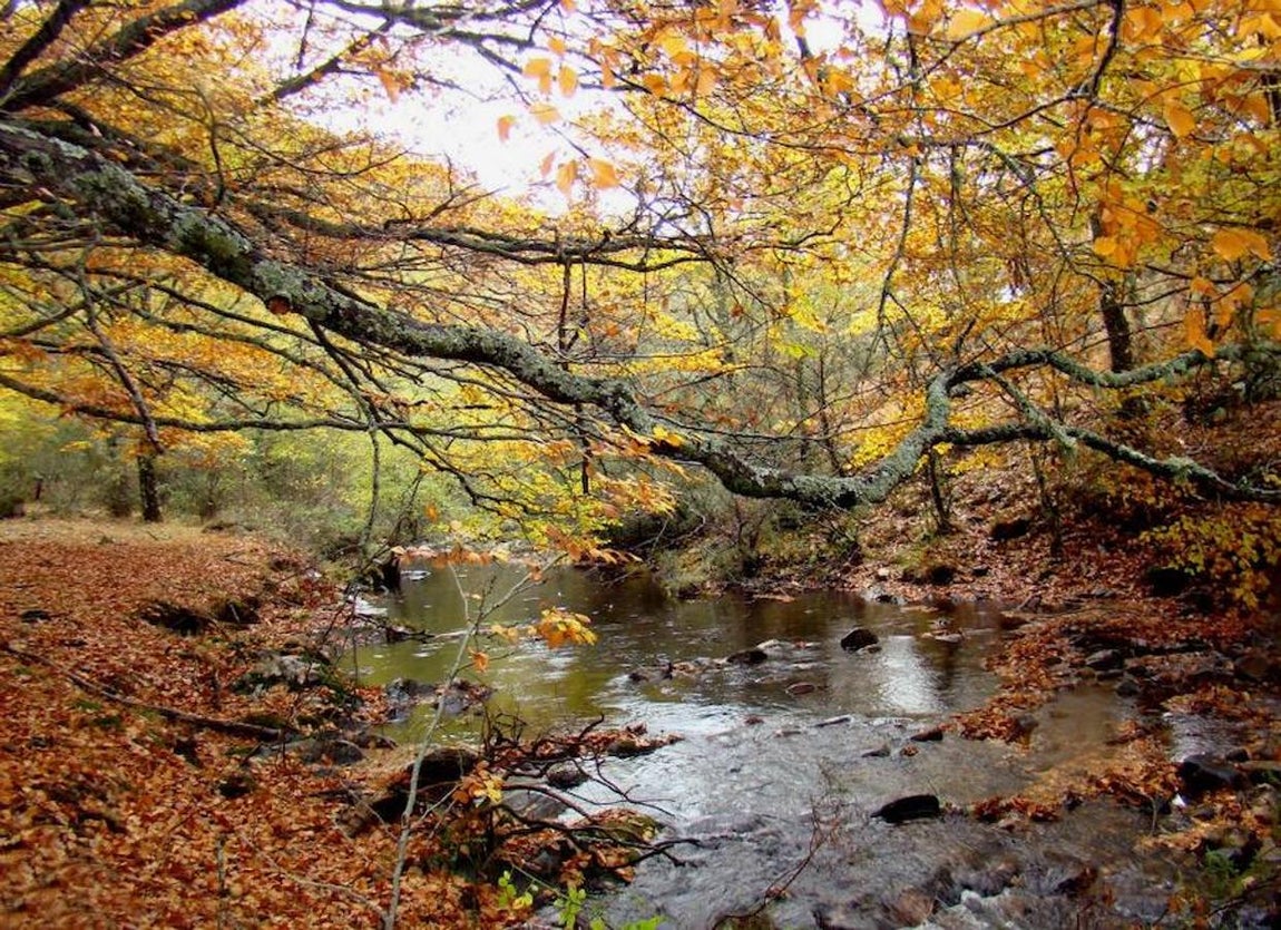 Hayedos antiguos y primitivos de los Cárpatos y de otras regiones de Europa (2007, 2011 y 2017). El hayedo de Montejo en Madrid