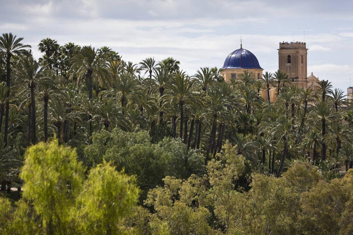 Palmeral de Elche (2000). 