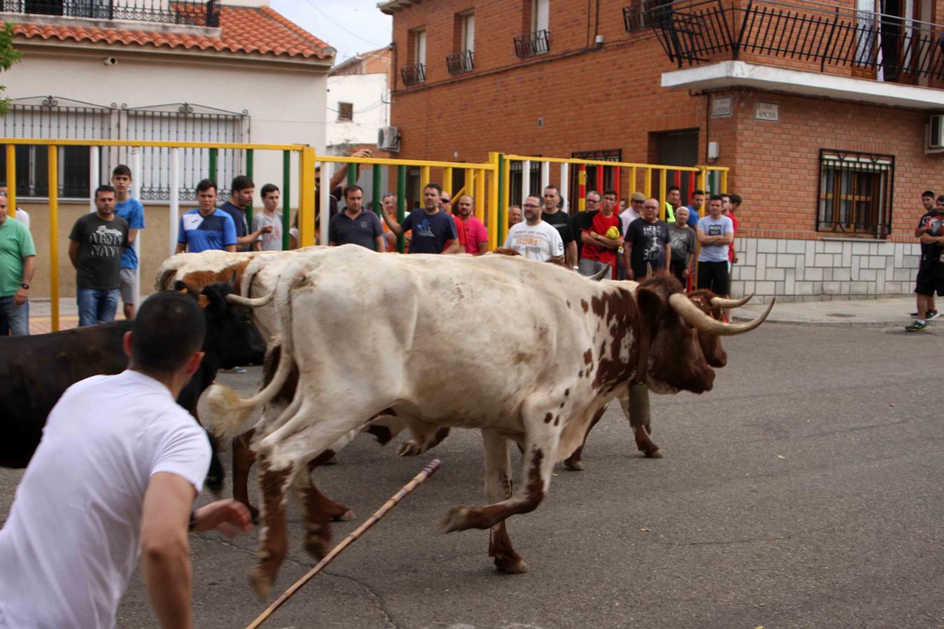 Villaseca de la Sagra se vuelca con el Día de la Tauromaquia