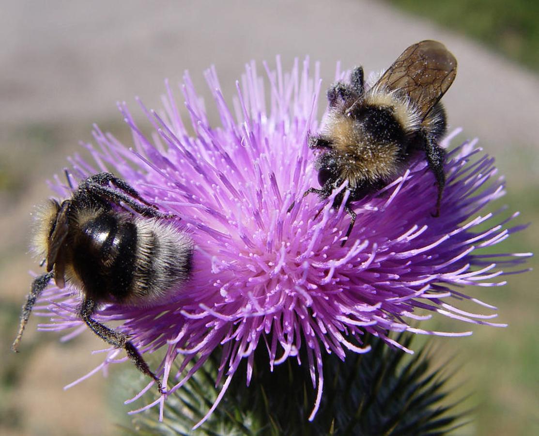 Insectos: animales imprescindibles e infravalorados. Bomus hortorum (himenóptero)