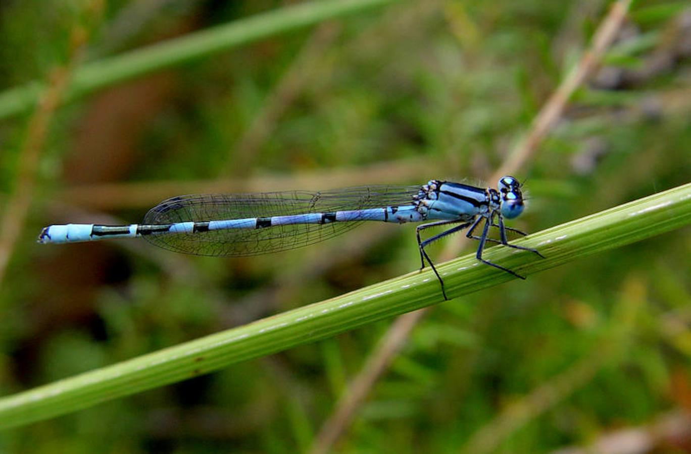 Insectos: animales imprescindibles e infravalorados. Coenagrion puella (odonato)