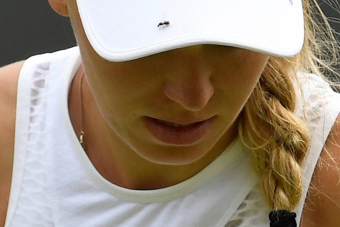 Las hormigas atacan a Caroline Wozniacki