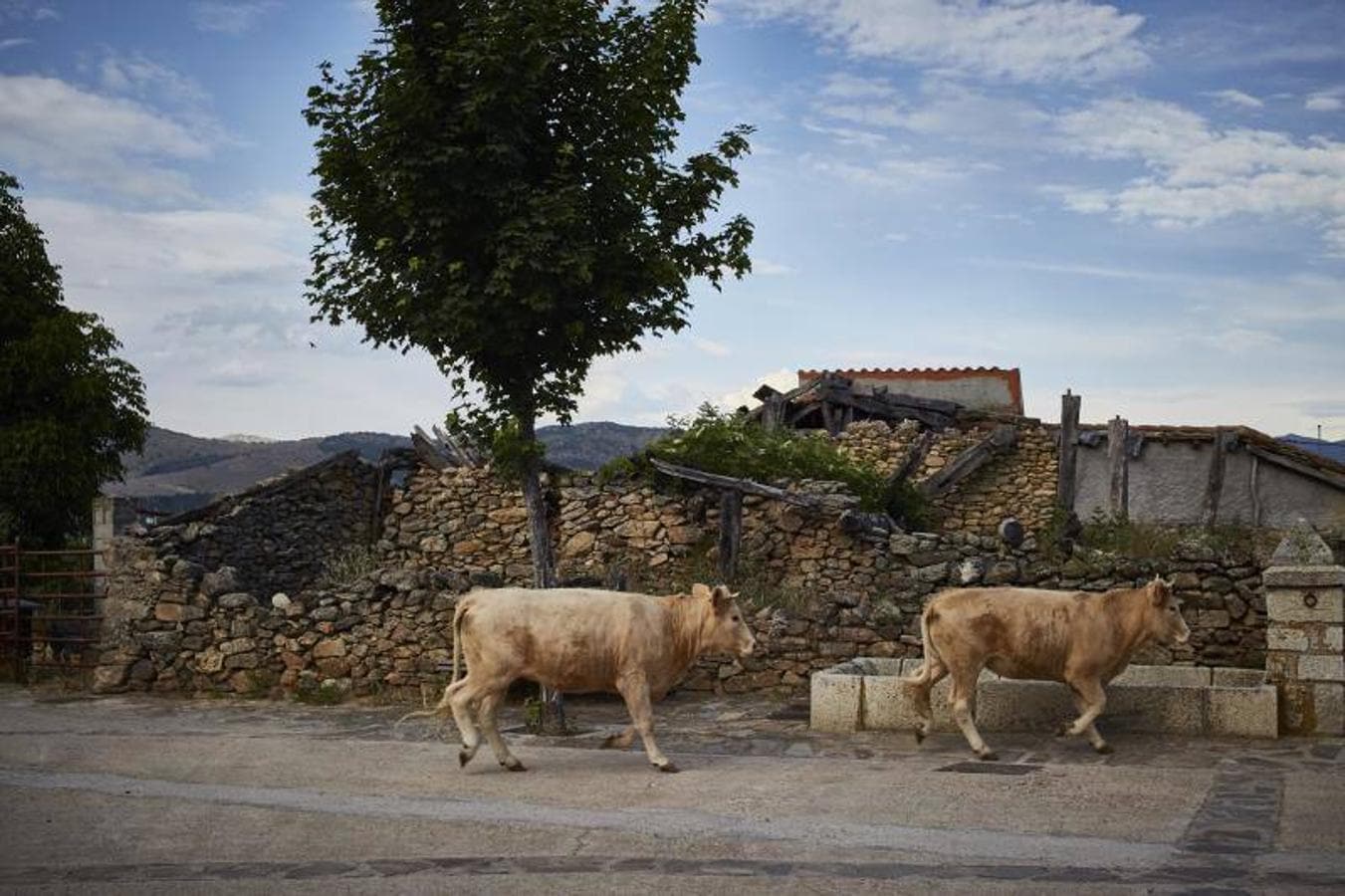 5. Vacas sueltas en pleno casco urbano de Piñuecar