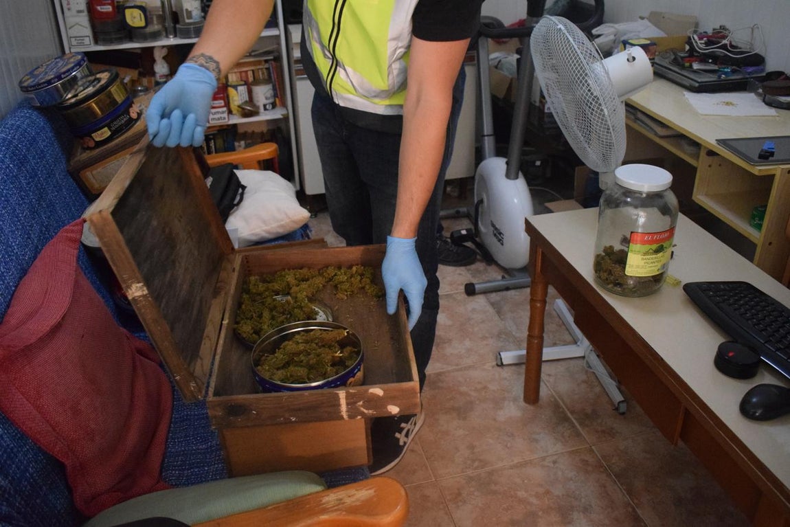 Desmantelada una plantación de marihuana en pleno centro de El Puerto