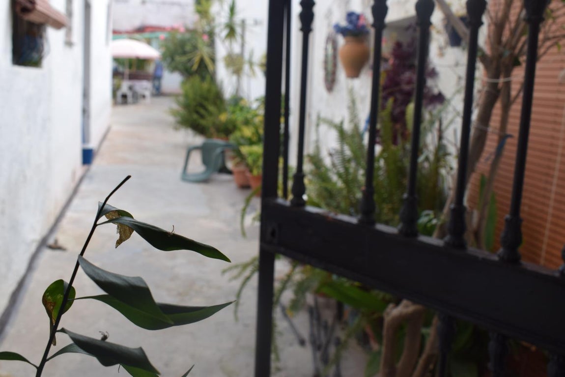 Desmantelada una plantación de marihuana en pleno centro de El Puerto