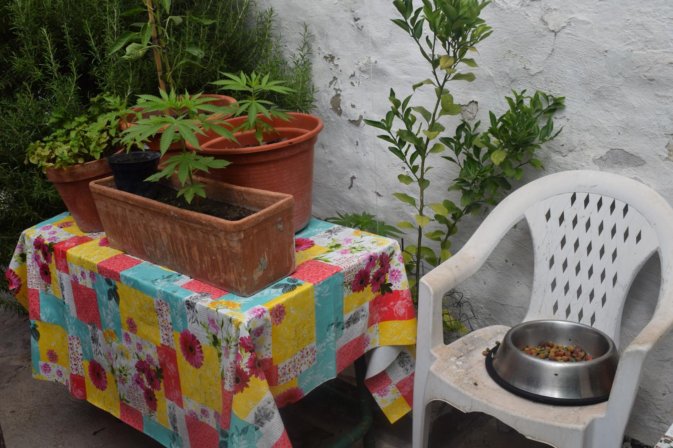 Desmantelada una plantación de marihuana en pleno centro de El Puerto