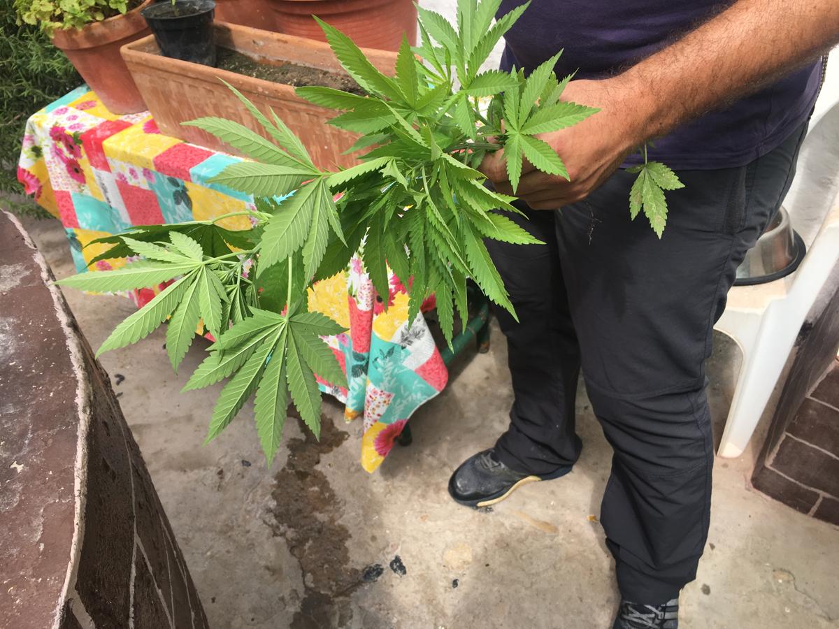 Desmantelada una plantación de marihuana en pleno centro de El Puerto