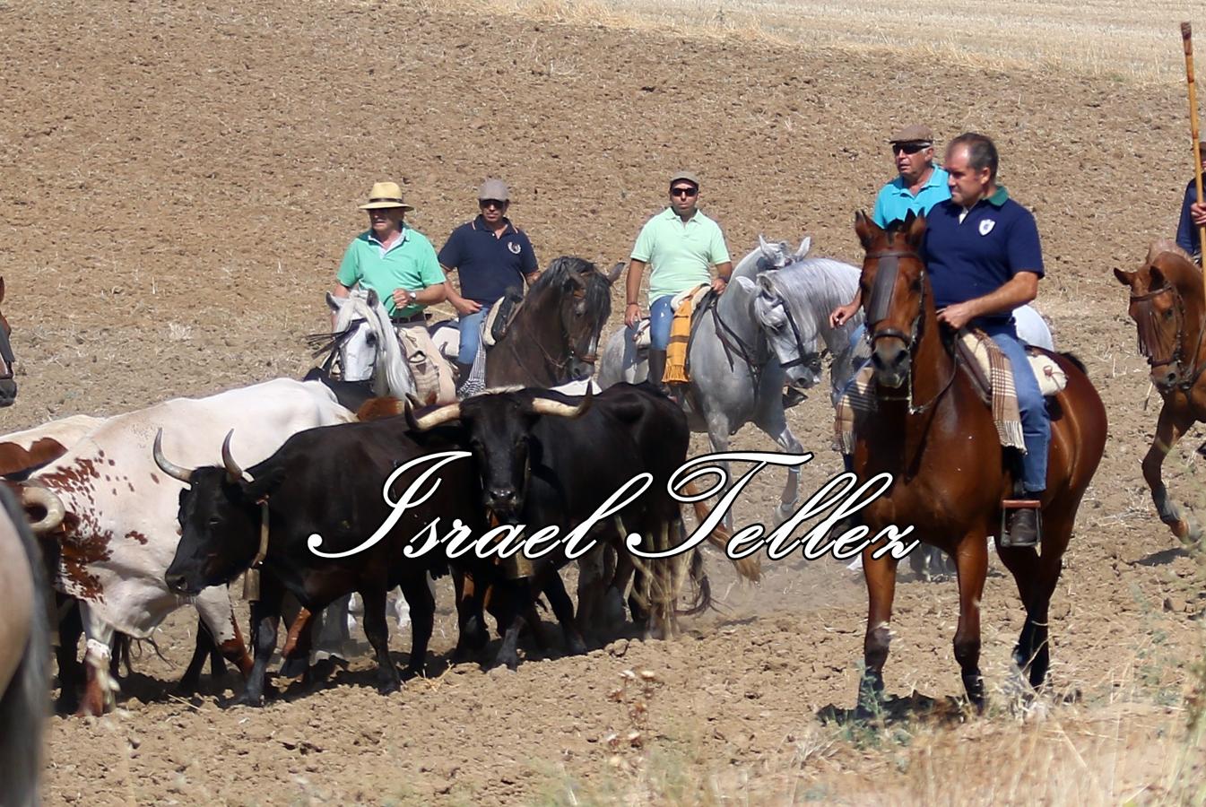 Homenaje a la trashumancia en Lominchar