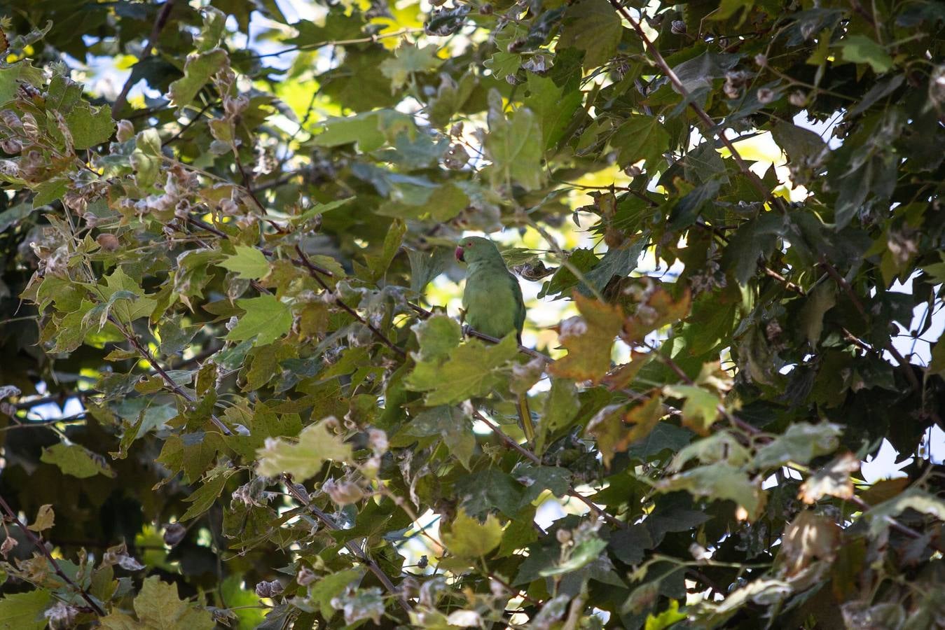 Cotorras: este es el ave invasor que se ha asentado en Sevilla