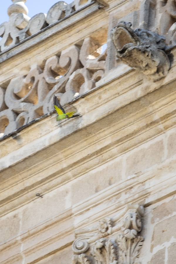 Cotorras: este es el ave invasor que se ha asentado en Sevilla