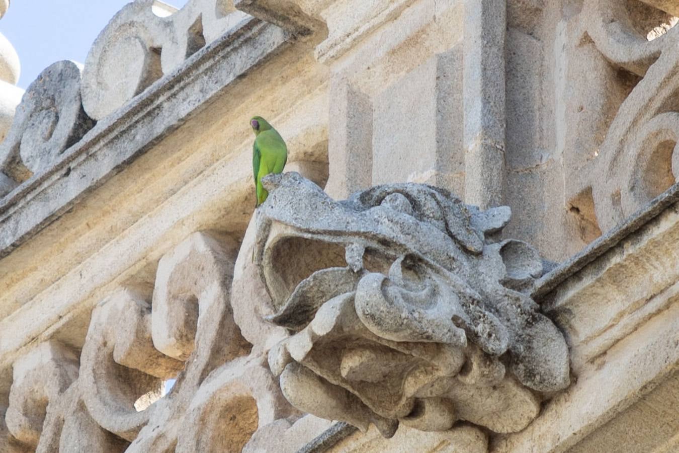 Cotorras: este es el ave invasor que se ha asentado en Sevilla