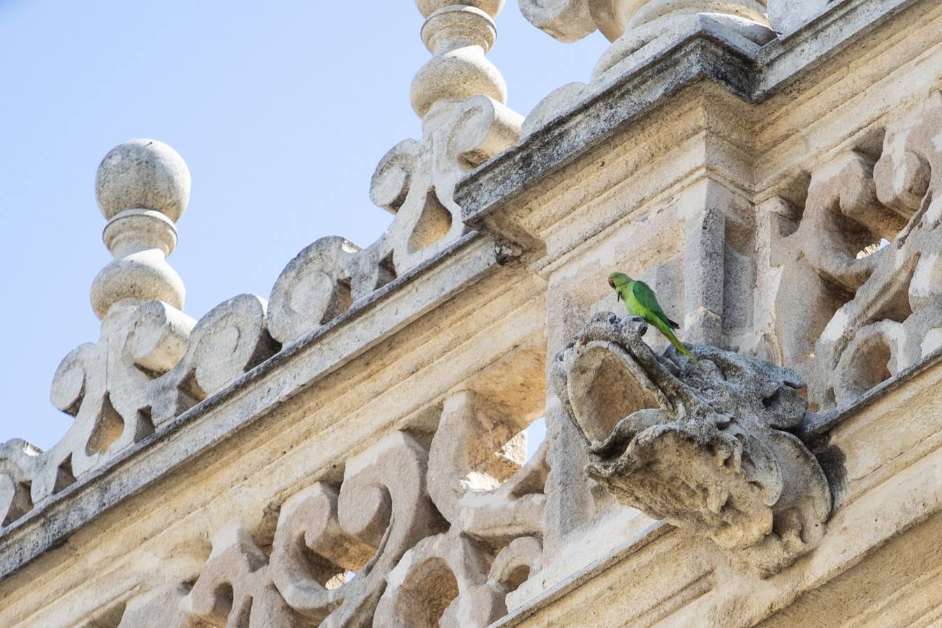 Cotorras: este es el ave invasor que se ha asentado en Sevilla