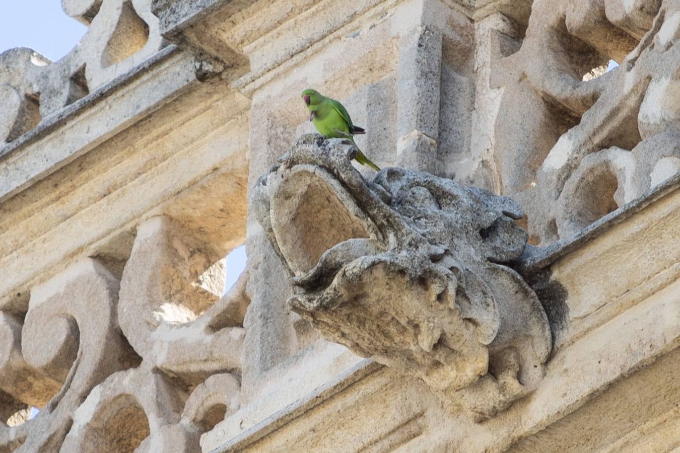 Cotorras: este es el ave invasor que se ha asentado en Sevilla