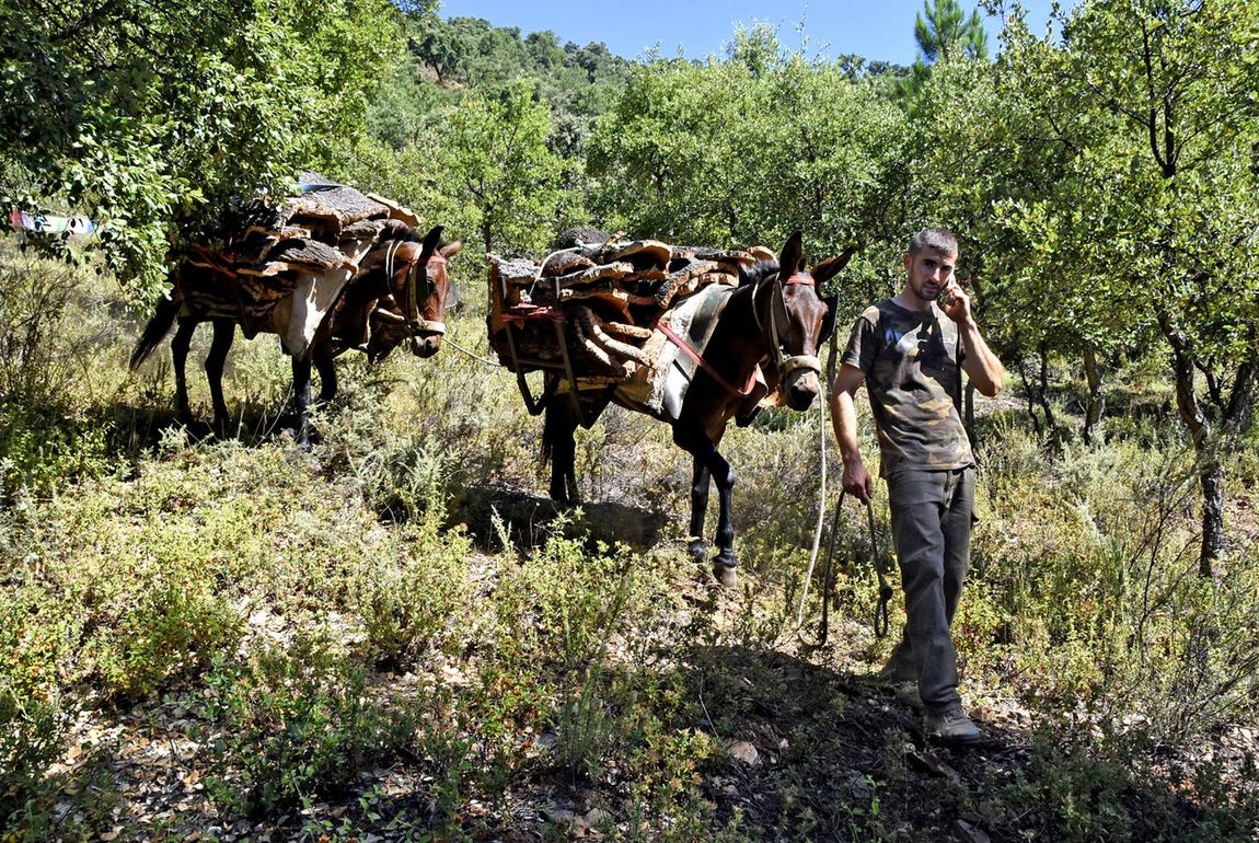 Así se saca el corcho en las dehesas de Andalucía