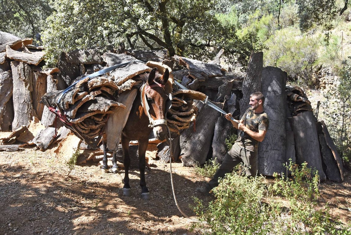 Así se saca el corcho en las dehesas de Andalucía