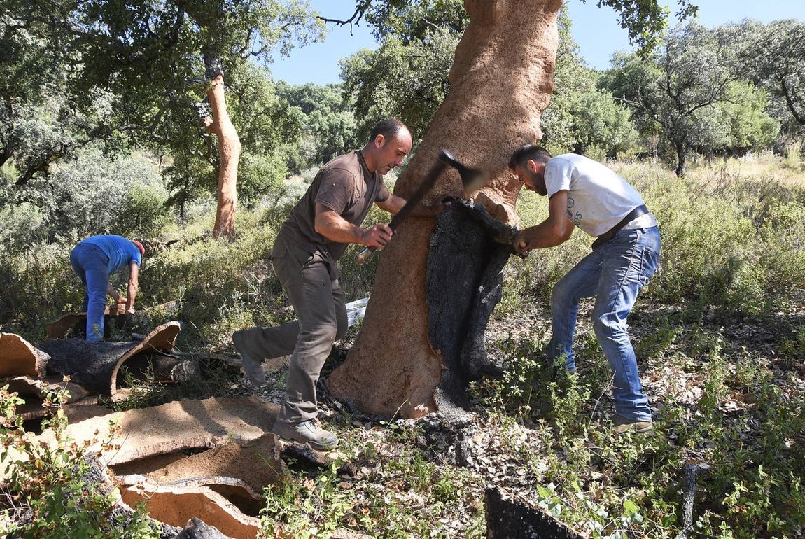 Así se saca el corcho en las dehesas de Andalucía