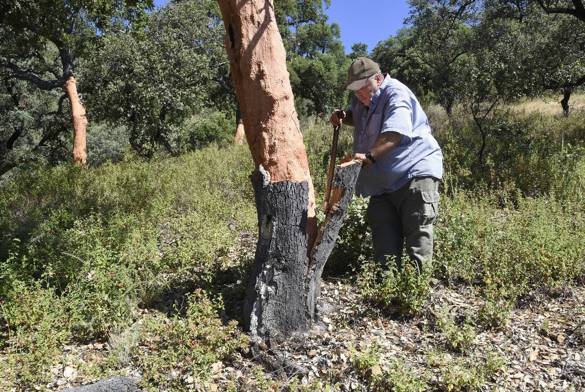 Así se saca el corcho en las dehesas de Andalucía