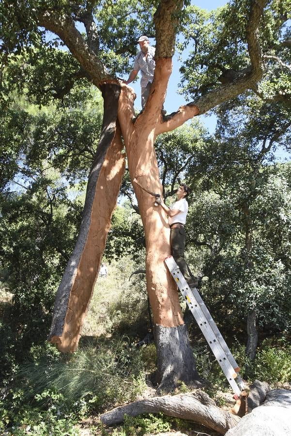 Así se saca el corcho en las dehesas de Andalucía