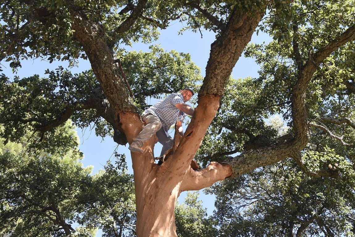 Así se saca el corcho en las dehesas de Andalucía