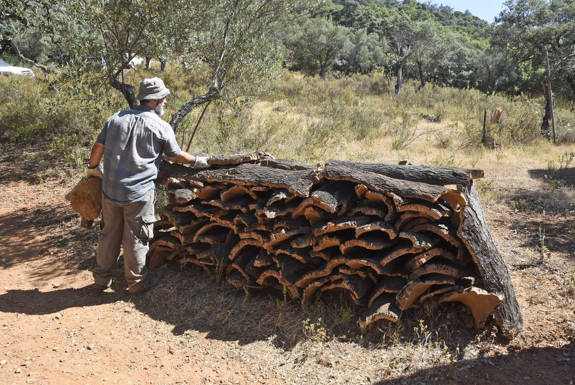 Así se saca el corcho en las dehesas de Andalucía