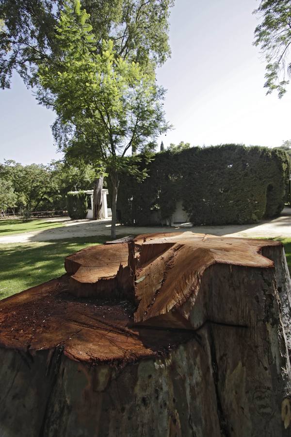 Los daños al caer una gran rama en el parque de María Luisa