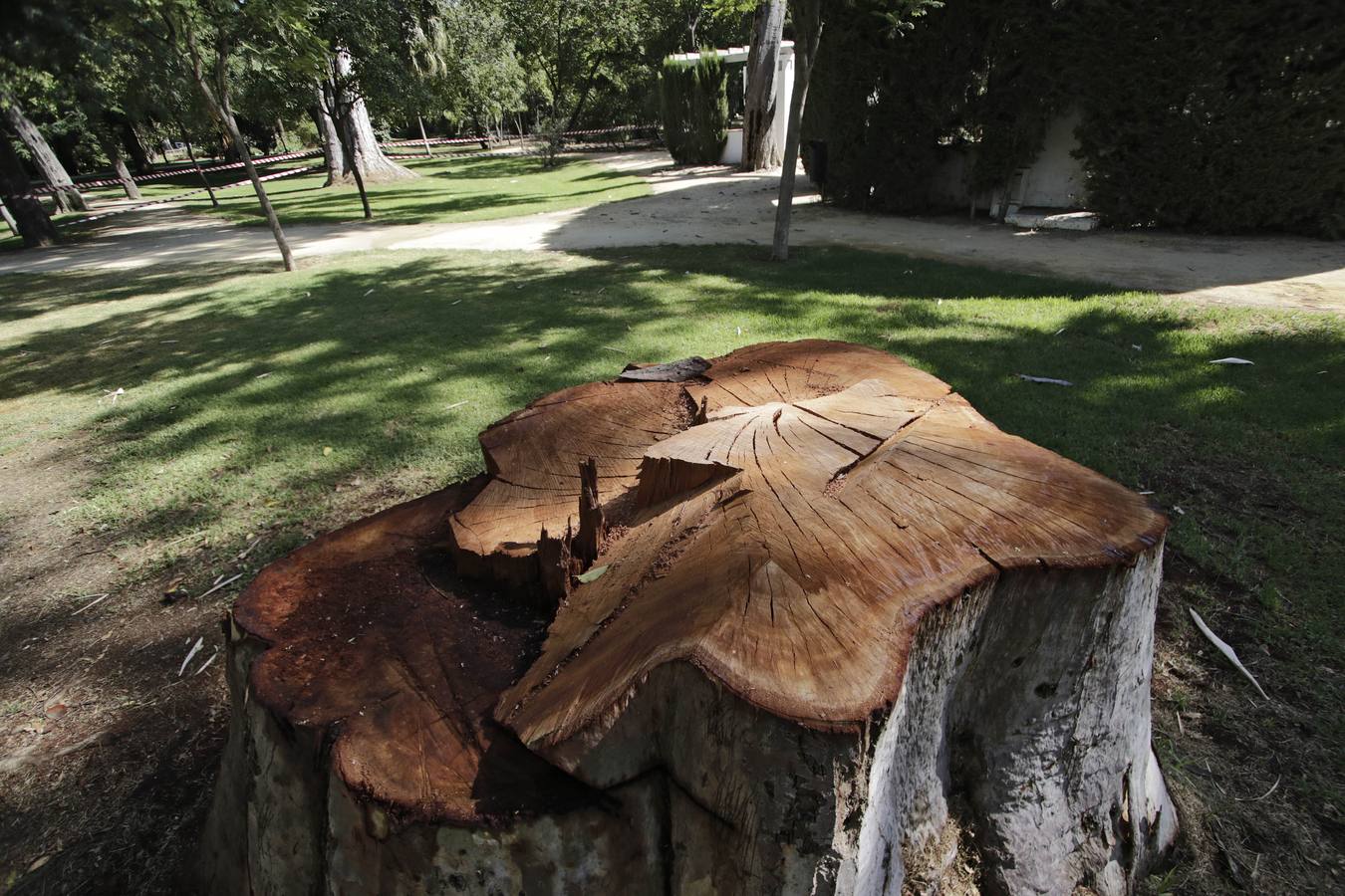 Los daños al caer una gran rama en el parque de María Luisa