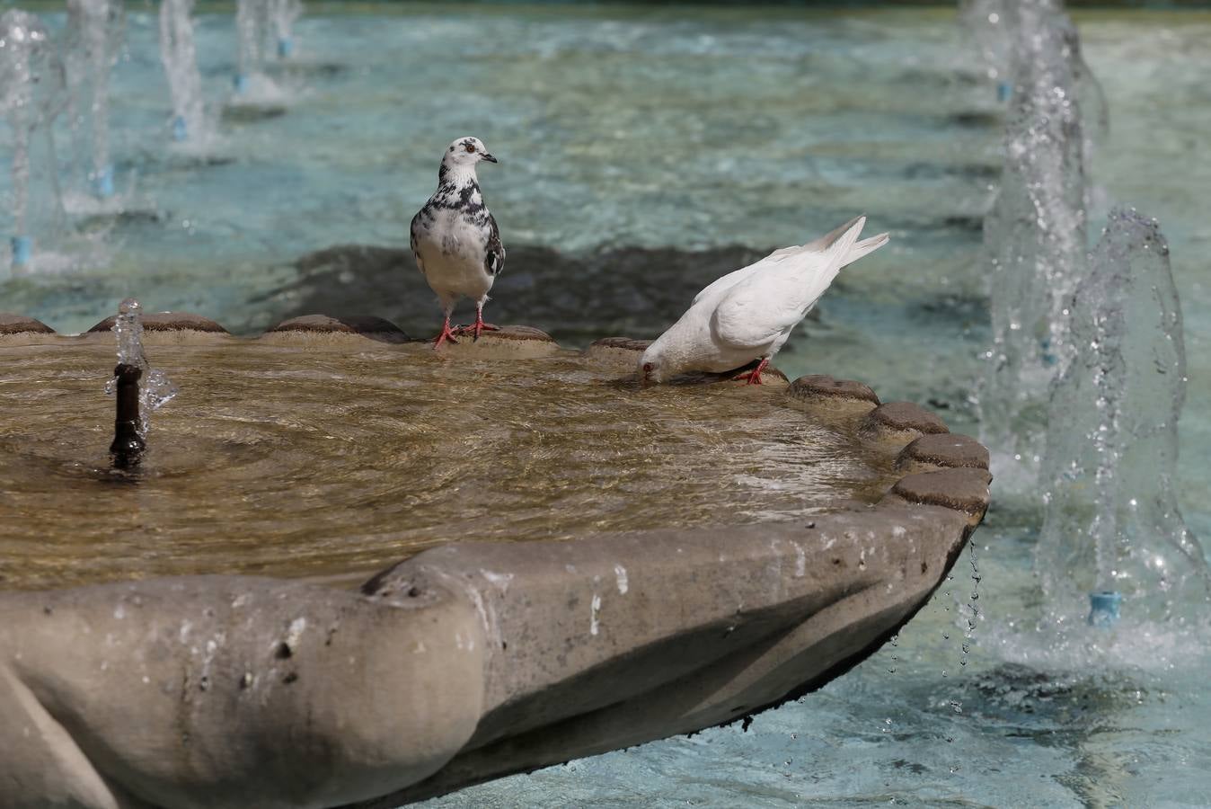 Las fuentes, un recurso contra el calor en Córdoba, en imágenes