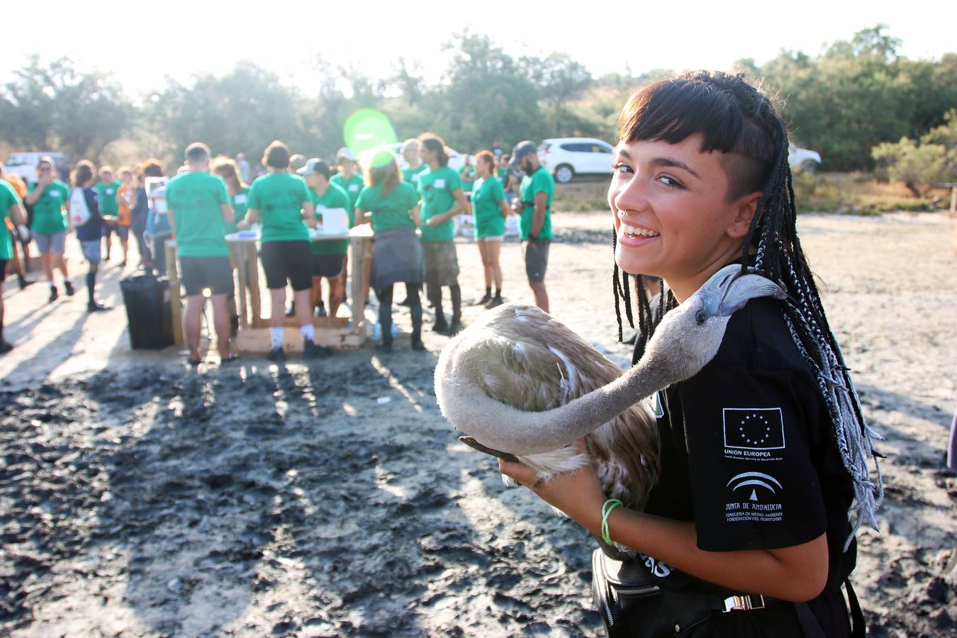 Voluntarios anillan flamencos en la Laguna de Fuente de Piedra