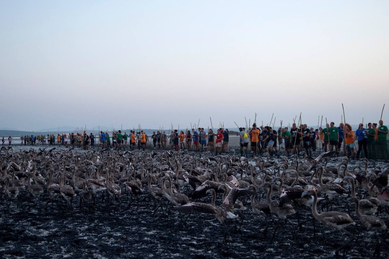 Voluntarios anillan flamencos en la Laguna de Fuente de Piedra