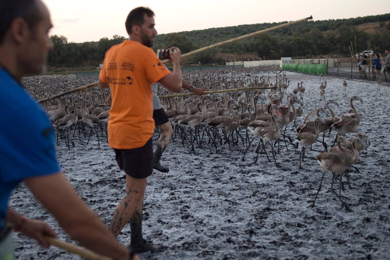 Voluntarios anillan flamencos en la Laguna de Fuente de Piedra