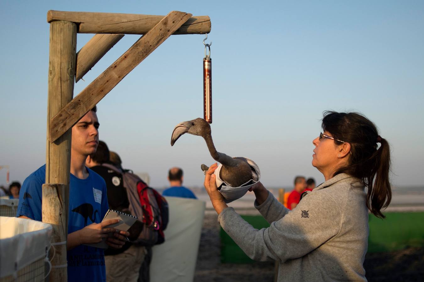 Voluntarios anillan flamencos en la Laguna de Fuente de Piedra