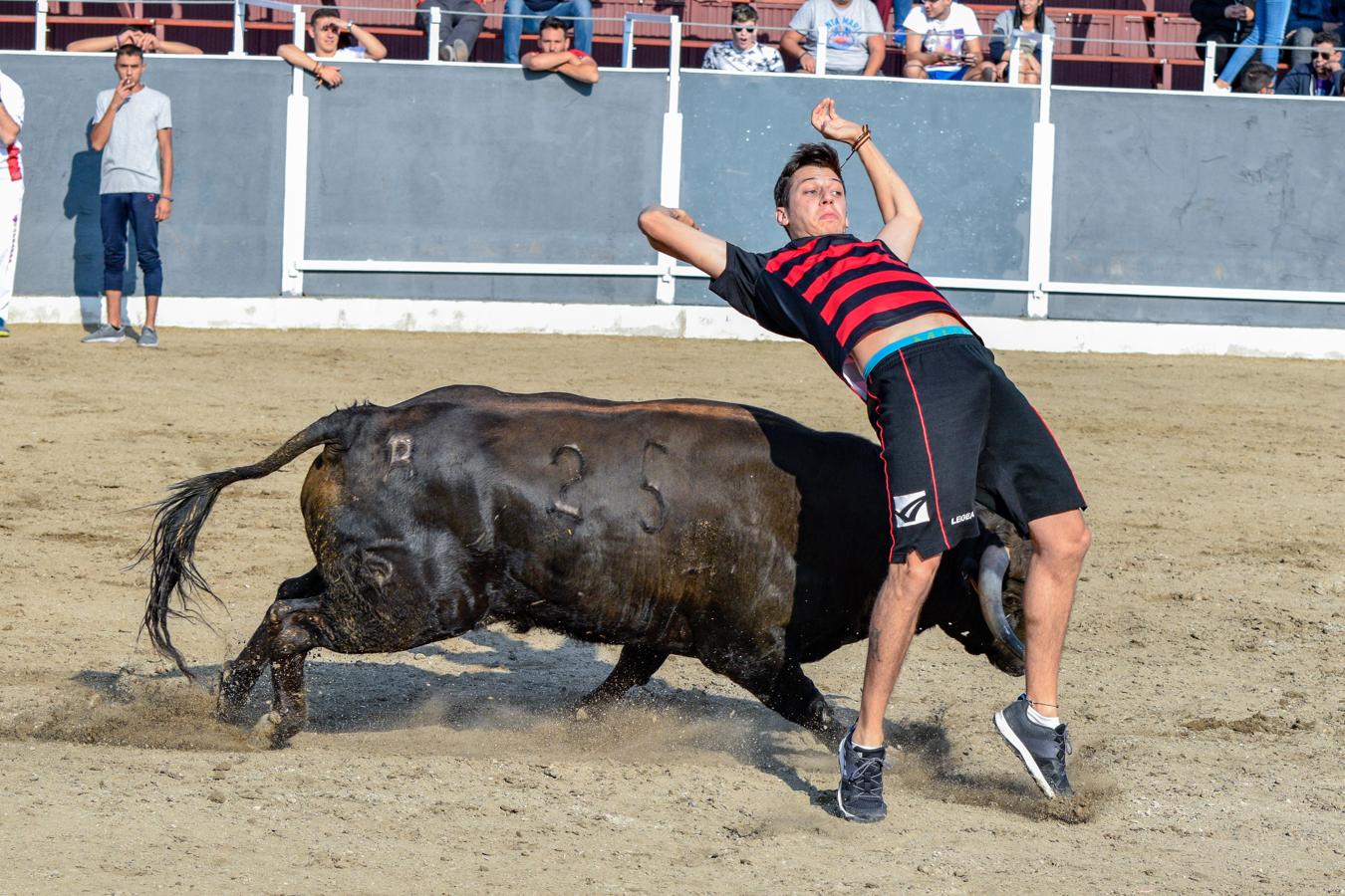 Los encierros, centro de las fiestas de Alameda de la Sagra