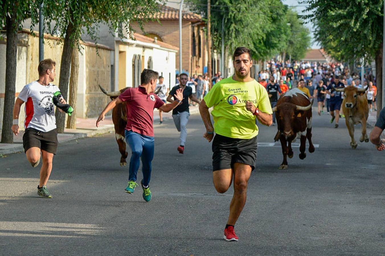 Segundo encierro de las fiestas de Añover